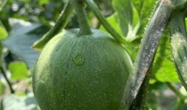 娱乐吃瓜制作,吃瓜群众必看的幕后故事